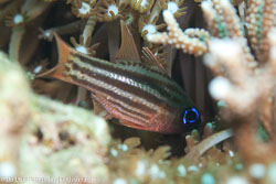BD-111129-Raja-Ampat-5591-Astorhinchus-compressus-(Smith---Radcliffe.-1911)-[Ochre-striped-cardinalfish].jpg